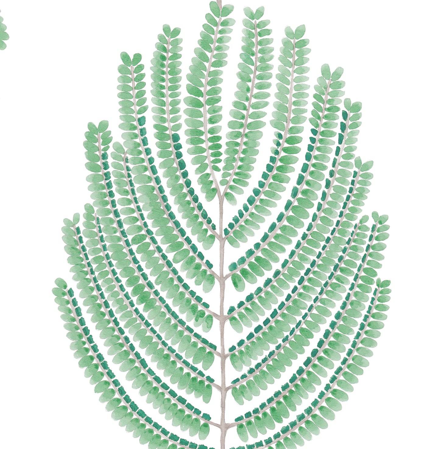 ARTIS ACACIA