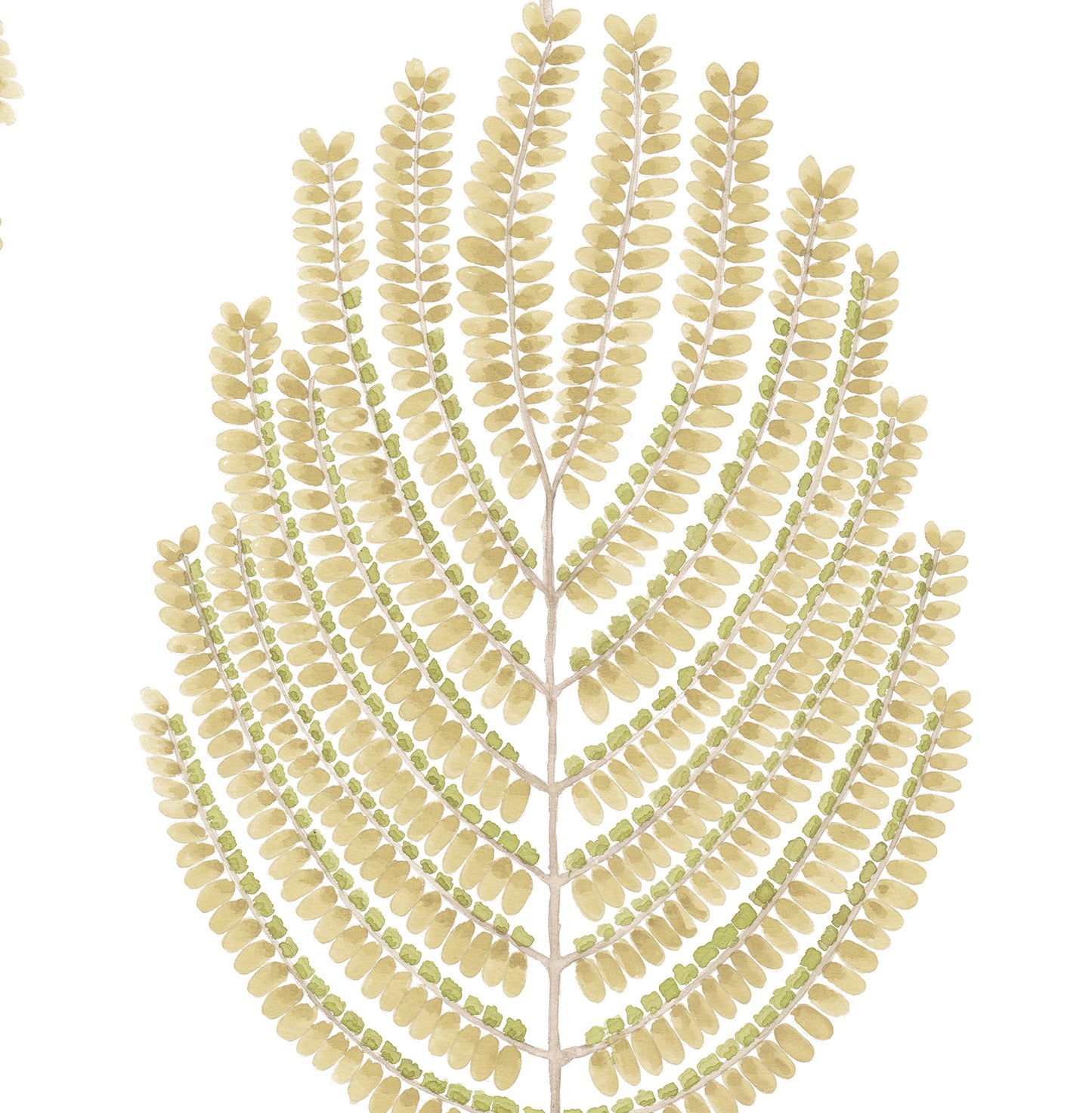 ARTIS ACACIA