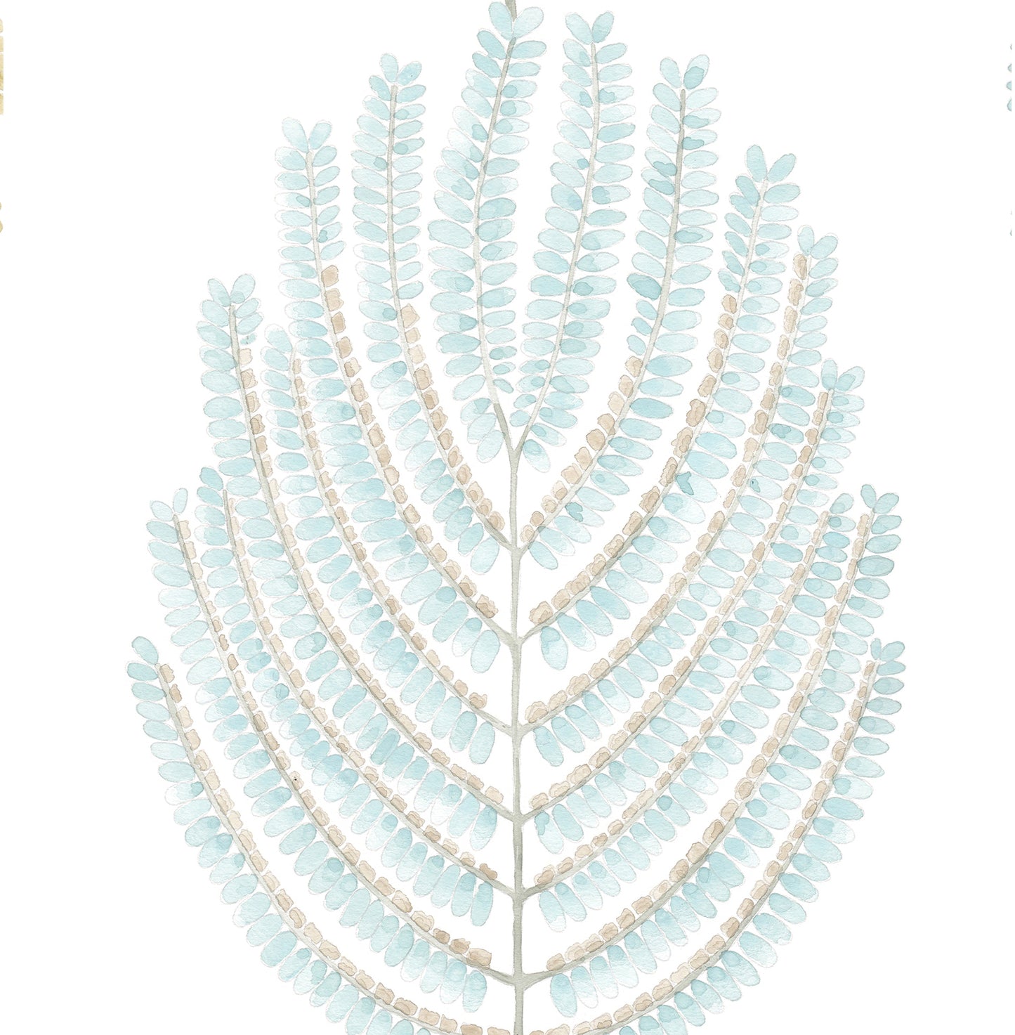 ARTIS ACACIA