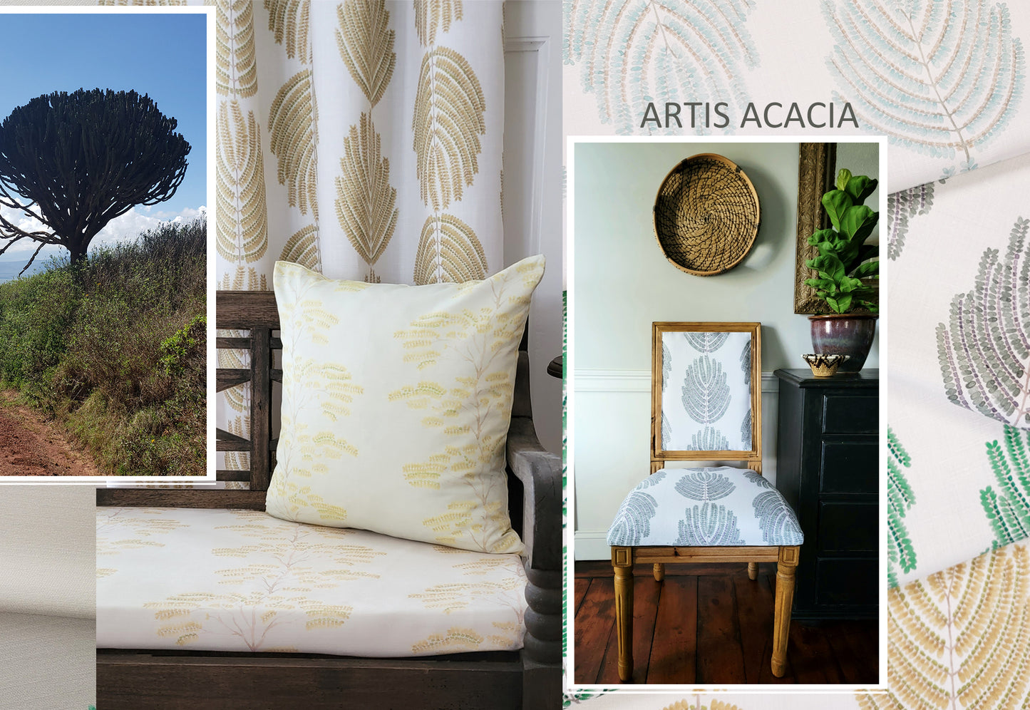 ARTIS ACACIA