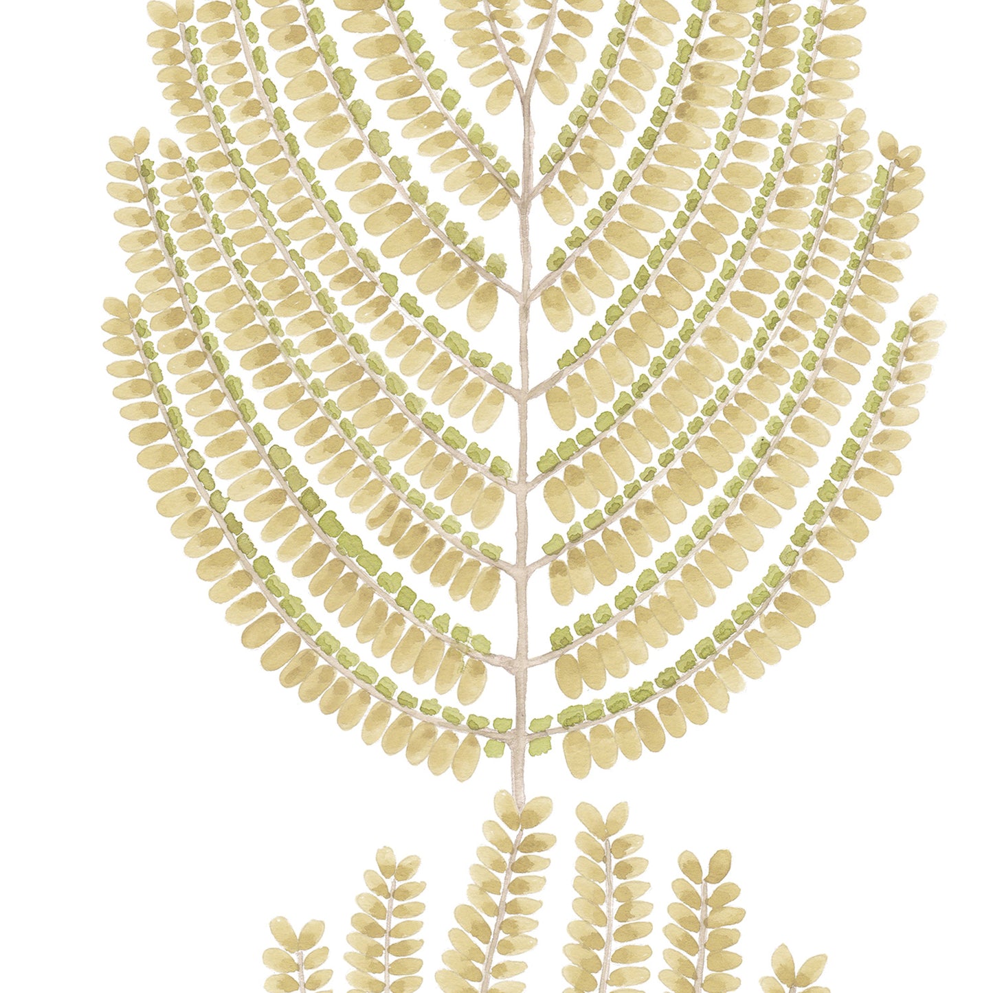 ARTIS ACACIA wallpaper