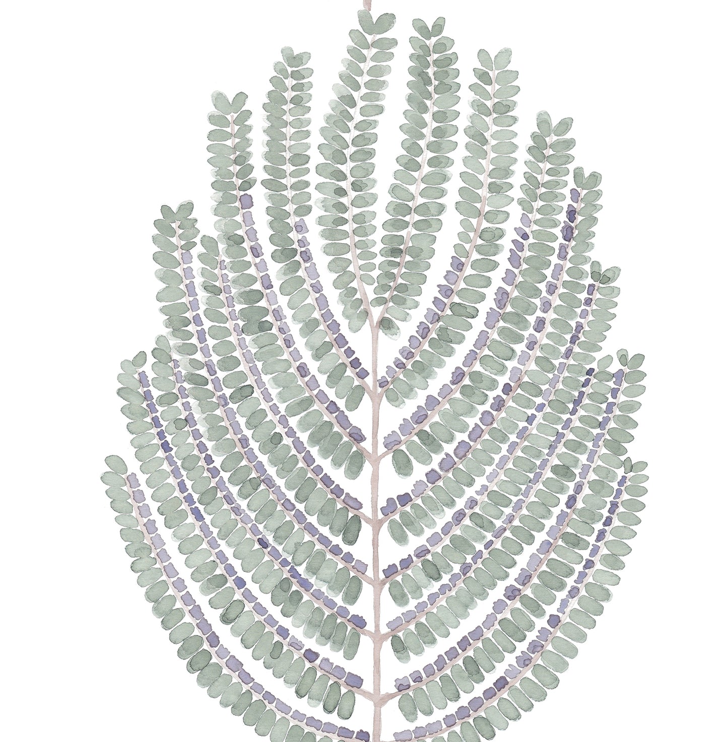 ARTIS ACACIA